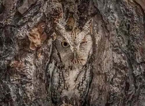 現(xiàn)代戰(zhàn)爭(zhēng)中偽裝和隱身